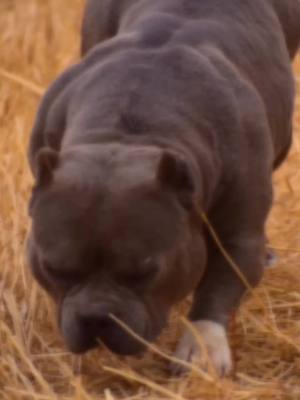 A post by @kamalbains26 on TikTok caption: All dogs part of bains Bullz camp location hoshiarpur Punjab #imnotamodel #bainsbullzcamp #americanbully #doglover #tik_tok #tranding #HainTaiyaarHum