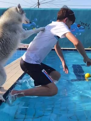 A post by @tobi1tobi on TikTok caption: #schwimmen #hundliebe #husky #familienstreit