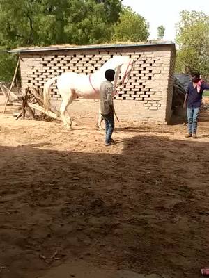 A post by @banna858 on TikTok caption: #Kis_Dard_Hai_Mere sine_Me😀🐎🐎🤩