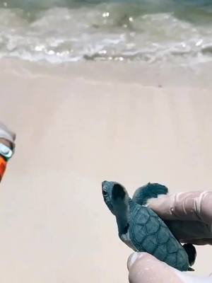 A post by @hellowildlife on TikTok caption: via @sarahtehe save the turtles