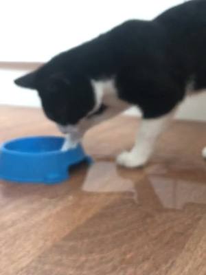 A post by @meggiemoo75 on TikTok caption: 💦 Splish Splash 💦 #kittybeans #splish #splash #splishsplash #waterbowl #kitten #messy