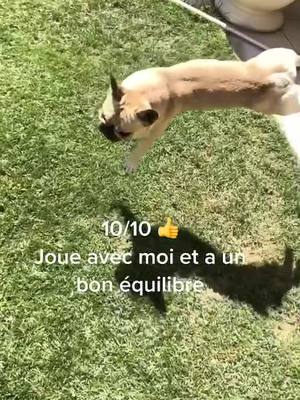 A post by @petegenes on TikTok caption: Bonne moyenne #dogsoftiktok #dogs #fyp #pourtoi