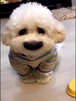 A post by @cutepetfriends on TikTok caption: So sad🥺#sadpuppyface #cryingdog #unhappyday #dog #pet