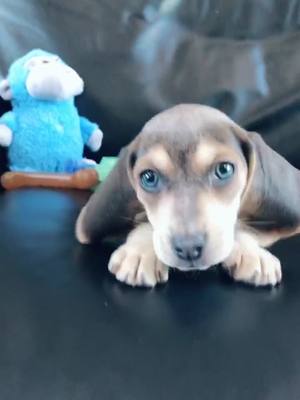 A post by @lunathebluebeagle on TikTok caption: Meet lil’ baby Luna 💙 #boompuppy #puppy #puppiesoftiktok #fyp