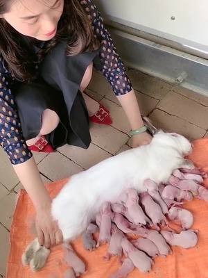 A post by @cuterabbitsall on TikTok caption: when u r a mother#cute #pets #foryou #Love #fyp #foryou