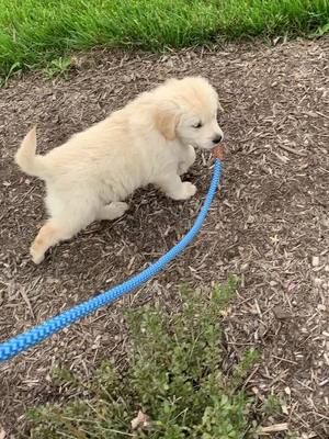 A post by @_alittlebit_alexis on TikTok caption: Strong independent pup #pupper #independent #puppychallenge #goldenretrieverpuppy #fyp #foryoupage #puppy