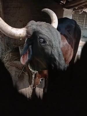 A post by @_goplo_bharvad_ on TikTok caption: #🐂🐂🐂 🙏