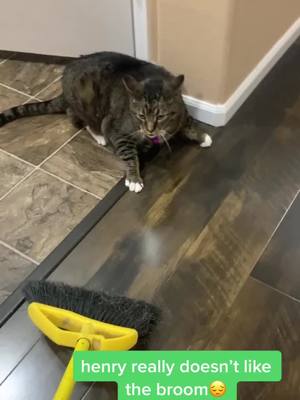 A post by @ekpalmer1824 on TikTok caption: does your cat not like brooms just as henry doesn’t? 😂 #cats #fyp