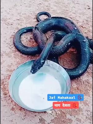 A post by @pardhaanchhaniwala on TikTok caption: Jai Mahakaal नाग देवता🐍#pardhaanchhaniwala #haryana #viral #tiktok #trending #rajasthani #snake #mahadev #foryourpage #Love #bholenath #naagin #trend