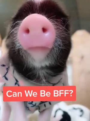 A post by @oreopet on TikTok caption: So do I owe you $$ #bestfriendday #PetsOfTikTok #pig #pignose #fyp