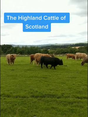 A post by @halnixdorff on TikTok caption: Take me back to the mountains of Scotland. #Beef operations of the world #ag #cows #cattle #cowboy #ranch #farmlife #ranchlife #highland #scottland