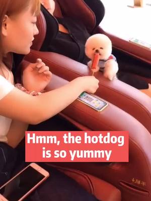 A post by @joygarfield on TikTok caption: Hmm,the hotdog is so yummy 😋 #pet #dog #pets #dogs