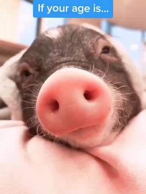 A post by @oreopet on TikTok caption: Was your age on here? I wuv you!!😘🐽 #meetmypet #PetsOfTikTok #pig #bestfriend #fyp