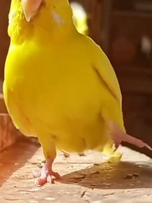 A post by @vrchoudhary50 on TikTok caption: I like you bird #foryou #foryoupage #tiktokindia #vrchoudhary50 #hindisong #bird #tmkoc