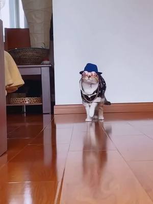 A post by @ds6302845 on TikTok caption: 😎 😎 😎 #PetStory #cat #catlove #foryou #catclothes #coolguy #tiktok #funnycat