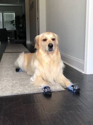 A post by @goldenbenjamin on TikTok caption: he loves his Star Wars socks 🥺 #foryou #starwars #darthvader