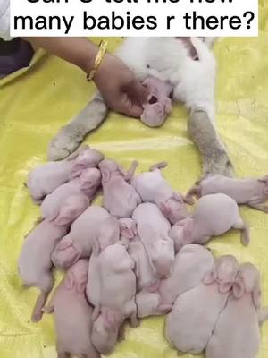 A post by @dancer202006 on TikTok caption: How many babies?#PetStory #pet #petlover #foryou #fyp #dog #dogg #keepingitcute