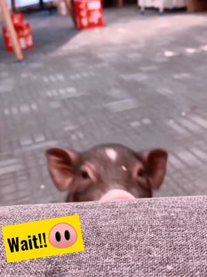 A post by @oreopet on TikTok caption: Am I really ugly?😔😭🐽 Will u like? #PetStory #petlover #pig #fyp