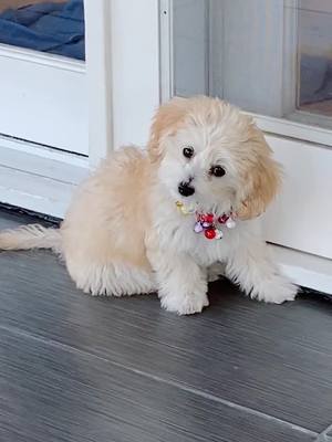 A post by @kingkobethepup on TikTok caption: sang to the puppy to see his reaction #petlife #puppylife #cutepuppies #tiktokanimals #puppies #dogs #petstory #petroutine #meetmypet