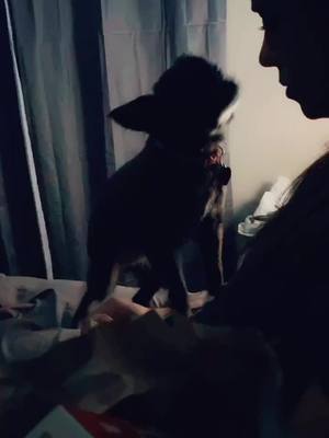 A post by @rosalynefollman on TikTok caption: Alice always wanting food! #frenchfry #littledog #suspicious #beggin #dogsoftiktok