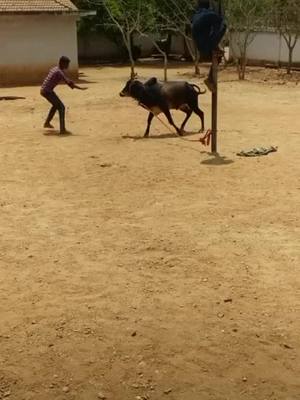 A post by @sathishsisk3 on TikTok caption: AGNI Veeran.... 🇹🇩🇹🇩🦁🇹🇩🇹🇩