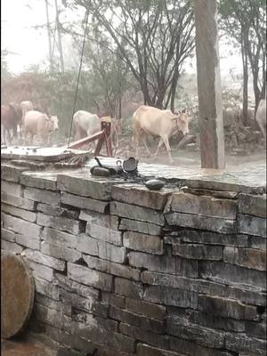 A post by @mahadevsatnoor on TikTok caption: rain#uttarakhand #kannadatiktok #kannadati #kannadasongs #rainy #rainsong