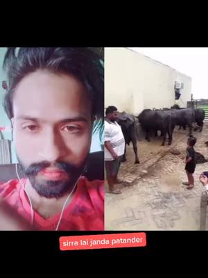 A post by @yograjpannu on TikTok caption: #duet with @harvindersinghhar887  pinda de jawak vi sirra e aa #yograjpannu #ਰੂੜੇਆਸਲ #tochan_shah_group #vairal