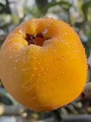 A post by @stillwatersrundeep on TikTok caption: #fruit #outdoor #explore