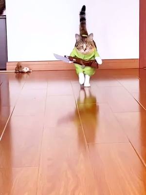 A post by @ds6302845 on TikTok caption: Cat soldier pls don’t kil me, I promise I will follow u🤣😘😹#cat#catsoftiktok #catlove #catclothes #funny#pet #foryou #fyp #tiktok