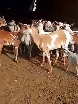 A post by @pathangoatfarm on TikTok caption: for sale 25 nag total 🇮🇳 PATHAN GOAT FARM 🇮🇳 #1millionaudition #bakraeid2020 #viralvideo #@mohsinkajalwala @metro_mgf