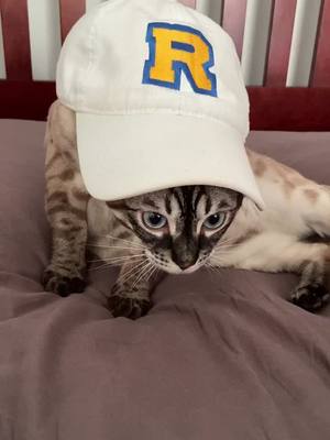 A post by @bondi.sb on TikTok caption: Stylish Bondi 🧢 #cute #cats #fyp