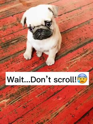 A post by @beforyous on TikTok caption: Who win?😊#dog #pet #doggo #dogsoftiktok #pugs #fyp #foryou #foryoupage