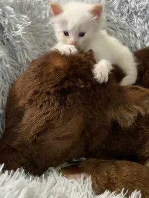 A post by @nightfireranch on TikTok caption: The mighty hunter #hunter #kittensoftiktok #kitten #rawr #ragdoll