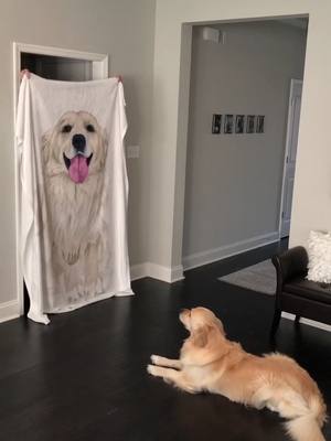 A post by @goldenbenjamin on TikTok caption: too smart for the #whatthefluffchallenge #foryoupage