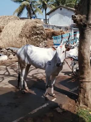 A post by @subhasbankapur on TikTok