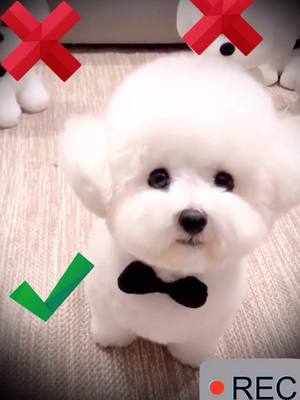 A post by @lovepetslook on TikTok caption: I bet 80% people get it right. Let me know if I am wrong! #dog #obsessedwithit #unitedstates #puppy #fyp