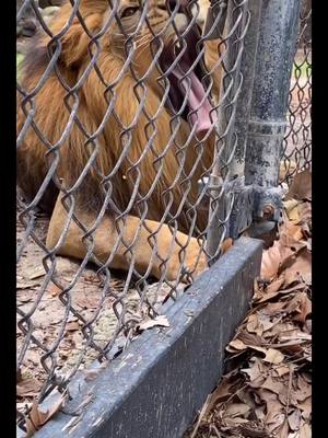 A post by @zookeepmads on TikTok caption: Chompers 🦁 #catsoftiktok #zookeeper #lion #obsessedwithit