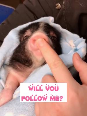 A post by @oreopet on TikTok caption: What did you say yes to? My nose🐽 is cute or ugly? Duet with me if you like it🙋#PetsOfTikTok #boopmynose #duet #fyp