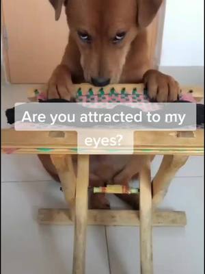 A post by @doglove.789 on TikTok caption: Did you notice that? My eyes #dog #Love #cute