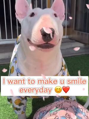 A post by @cutenameday on TikTok caption: Do u like my smile?😊 rate the smile1-10 💕💕😊 #pet #dog #foryou #foryoupage #pfy