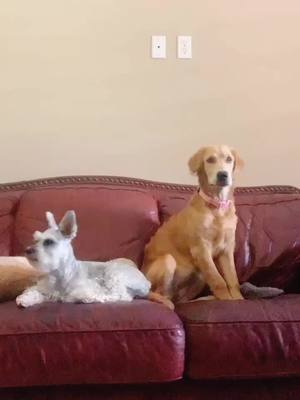 A post by @dreaperez05 on TikTok caption: Me and my sister watching mom dance this trendy song 🤭 #gooba #dogsoftiktok #dancechallenge #fyp