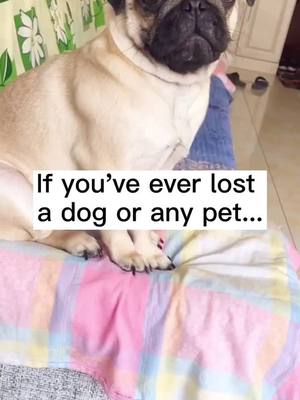 A post by @beforyous on TikTok caption: Have you ever lost a pet?😢#dog #doggo #foryou #pet #dogsoftiktok #pugs #foryoupage