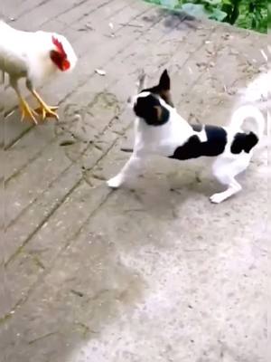 A post by @funnydog2 on TikTok caption: Finally who win? Cat or Chicken#pet #dog #cat #cute #puppy #fyp #fight