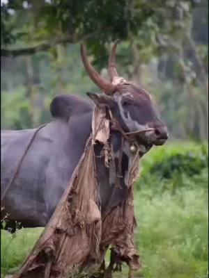 A post by @prashantvenkatapur on TikTok caption: #ಶಿಕಾರಿಪೂರದ_ಸಿಂಹ_01 @girish_bogi @naveenjathreshikarpura