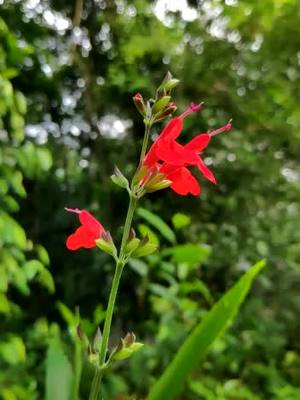 A post by @purple_black4 on TikTok caption: നിന്നോളം ഞാൻ അറിഞ്ഞിട്ടില്ല മറ്റൊരു ലോകം 🍃#ishandevsong #kottayamkari #hyacinthh #achu