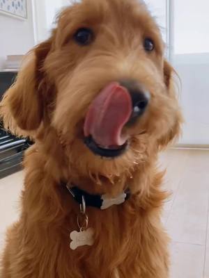 A post by @rexingtonthedood on TikTok caption: Always hungry #PetsOfTikTok #dogsoftiktok #alwayshungry