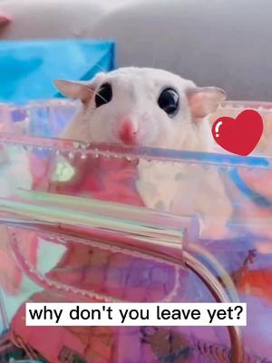 A post by @bitjump on TikTok caption: is that the same with ur baby?#fyp #pet #sugarglider #cutebaby #pubby