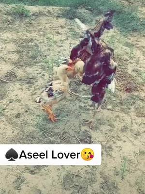 A post by @varinder_singh5648 on TikTok