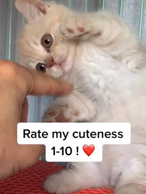 A post by @alovelyycat on TikTok caption: 1?❤️#tiktok #cat #foryou #fyp #cute