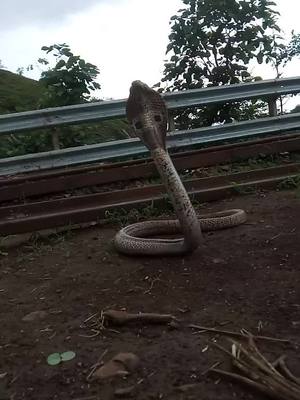 A post by @harshaddada333 on TikTok caption: cobra snake release time#सर्पमित्र #शेतकरी__राजा #foryou #viral #foryoupage #myntraeorschallenge #newtrend #tik_tok_india #trending